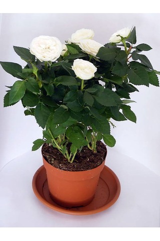 Videolu Çıtır Minyatür Beyaz Renkli Gül 20 30 Cm 1 Adet Saksılı Aşılı Gül White Rose