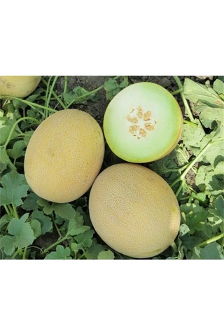Ananas Kavun Tohumu 15 Adet Tohum Bal Kavun