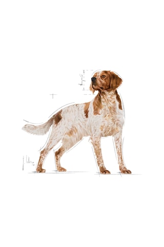 Royal Canin Medium Adult Orta Irk Yetişkin Köpek Yaş Maması 10 x 140 G