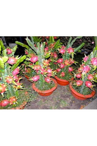 Ejderha Meyvesi - Dragon Fruit Tohumu Tropikal Meyve Tohumları 10 Adet Tohum