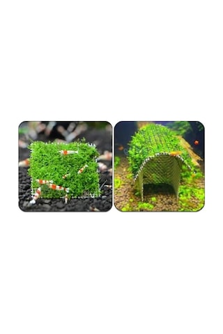 10x10 Cm Akvaryum Dekoru, Tele Sarılı Willi Moss