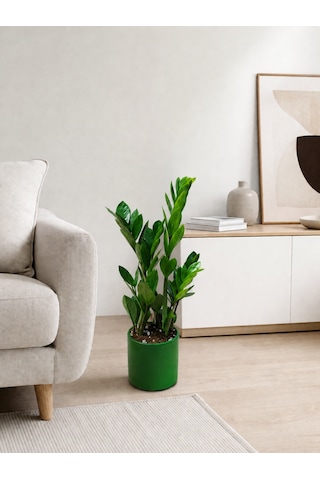 Zeze Çiçeği - Zamia Yeşil Seramik Saksıda 40-50 Cm
