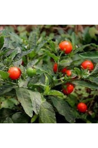 10 Adet Tohum Nadir Hint Ginsengi Bitki Ağaç Tohumu Şifalı Bitki