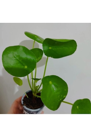 Pilea Bitkisi Fidesi +seramik Saksi 15-25cm Dolgun Form 1 Adet