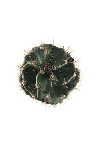 Cereus Forbesii 'Spiralis' (Kaktüs) Ø10.5 CM Y15-20 CM