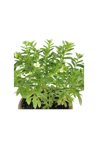 Kufeya Beyaz Çiçekli 20-25 Cm