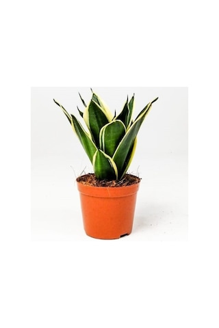 Paşa Kılıcı Peygamber Kılıcı Çiçeği Fidanı 10-20 Cm Paşa Kılıcı Peygamber Kılıcı Çiçeği Fidanı 10-20 Cm