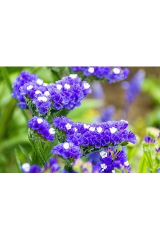 Deniz Lavantası Çiçeği Tohumu[10 Adet Tohum]