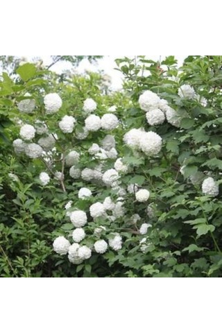 Göz Alıcı Beyaz Çiçekler: Çınar Kartopu Fidanı