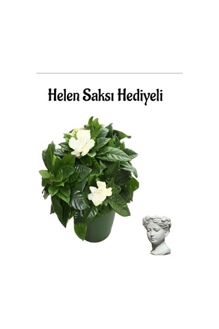 Öğretmenler Gününe Özel Yoğun Kokulu Gardenya Çiçeği Sarı Milii Kaktüs Hediyeli