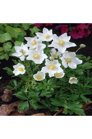 Pulsatilla Vulgaris Beyaz Dağ Lalesi Anemon Çiçeği Tohumu 5 Tohu