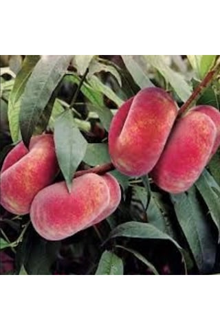 Tüplü Paraguaya Basık Yassı Domates Şeftali Fidanı