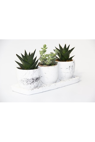 Trio Beyaz Sukulent Seti - Haworthia. Crassula Perforata