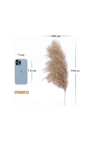 Alyones 10 Adet Kabarık Pampas Otu 100cm Doğal Kuru Pampas Dekor Boho Oda Çiçekleri Dekorasyonu Diğer