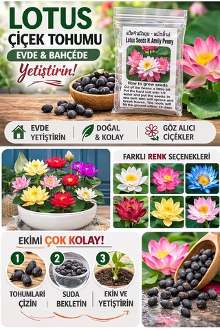 Ayrex Lotus Çiçeği Tohumu 6 Adet Nilüfer Çiçeği Tohumu Nadir Kutsal Lotus 6