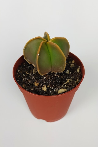4 Lü Astrophytum Özel Tür Kaktüs Seti 5.5 Cm Saksıda