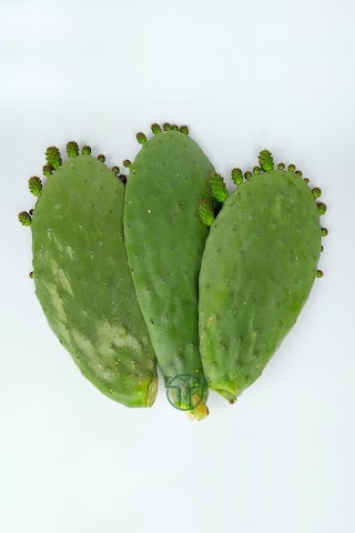 Dikenli İncir 3 Adet Saksısız Çelik Hint İnciri Kaynana Dili Frenk Yemişi Kürek Yemişi