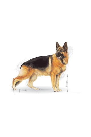 Royal Canin German Shepherd Tavuklu Alman Kurdu Yetişkin Köpek Maması 11 KG