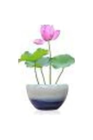 Nadir Ithal Lotus Tohumu 15 Tohum Lotus Çiçeği Tohumu Nilüfer Tohumu Su Zambağı Tohumu Zambak Tohumu