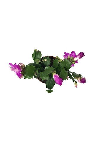 Schlumbergera 'Purple' (Yılbaşı Çiçeği) Ø8,5 CM Y15-20 CM