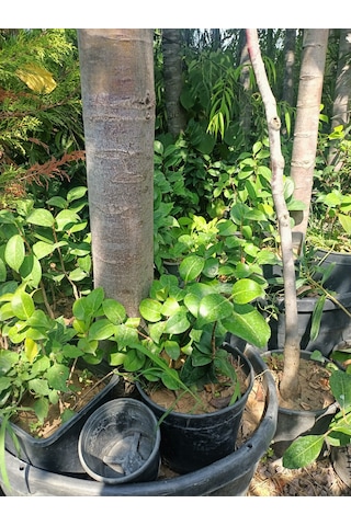 Yeşil Deniz Fidancılık Kamelya Fidanı 30-50 Cm