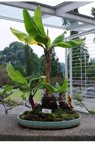 Muz Bonzai Tohumu Saksı Toprak Seti Banana Bonsai
