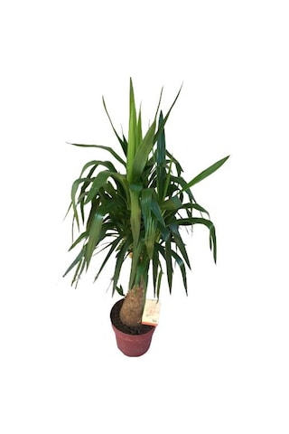 Fil Ayaklı Yuka Ağacı Yuka Elephantipes 140-150 Cm