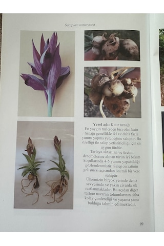 Serapias Salep Fidesi