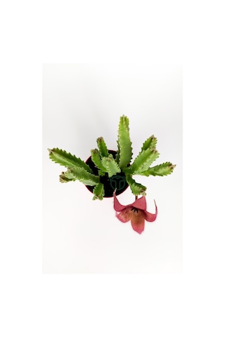 Leş Kaktüsü Stapelia Grandiflora Büyük Boy 8.5 cm Kırmızı Saksıda