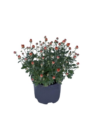 1 Adet Saksılı 15-25 Cm Krizentem Turuncu Renk Kasımpatı Çiçeği