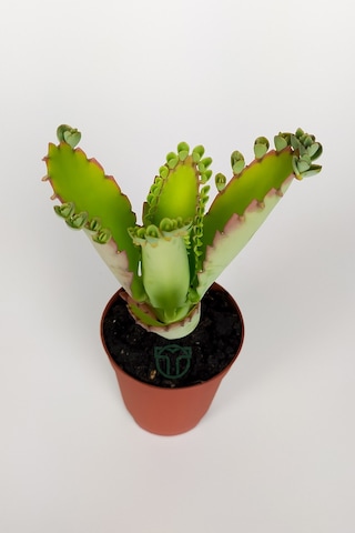 Aşkın Gözyaşları Çiçeği Kalanchoe Daigremontiana Yeşil Çiçekli 5.