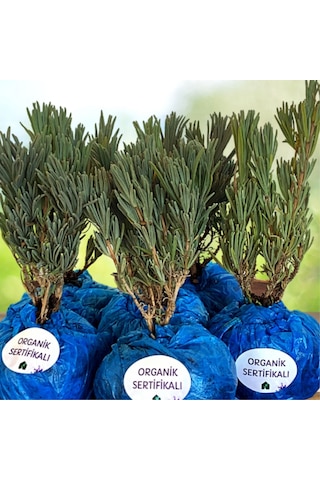 EGET Organik Lavanta Fidesi-12 Adet
