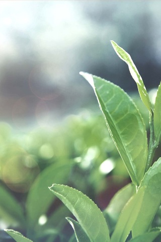 Intense Natural Çay Ağacı Yağı 10 ML