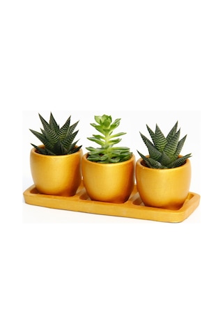 Trio Orange Sukulent Seti - Haworthia. Echeveria