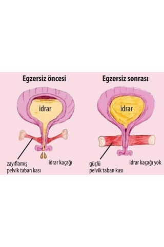 Lovelybird Yoni Yumurta Yeşim Taşı Kegel Egzersiz 3'lü Set Genel