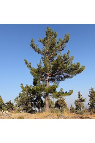 Tüplü Kara Çam pinus Nigra Fidanı