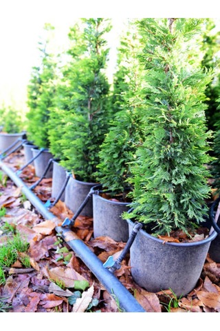 Videolu Limon Selvi Limon Kokulu 10 Adet Saksılı/ Tüplü 30-50 Cm Cupressus Macrocarpa