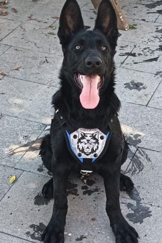 Mg Tasma K9 Göğüs ve Sırt Tasması Mavi