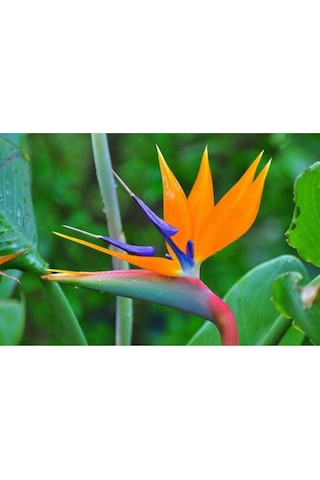 5 Adet Bird Of Paradise,strelitzia Reginae Tohumu