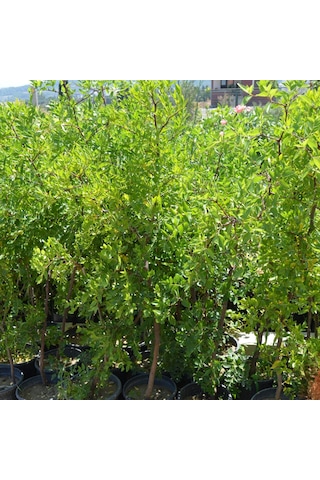 Kalın Gövdeli Saksıda Hünnap Fidanı 6 Yaş 110-140 Cm