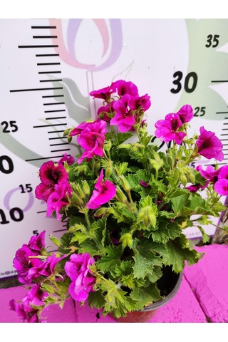 Mor Alacalı Ceylangözü Sardunya Pelargonium Domesticum - Renkli Süs Bitkisi