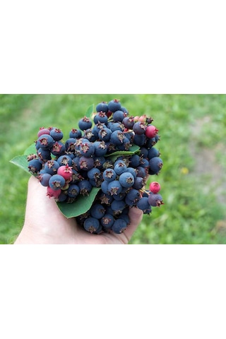 Saskaton Berry Fidanı 2 Adet