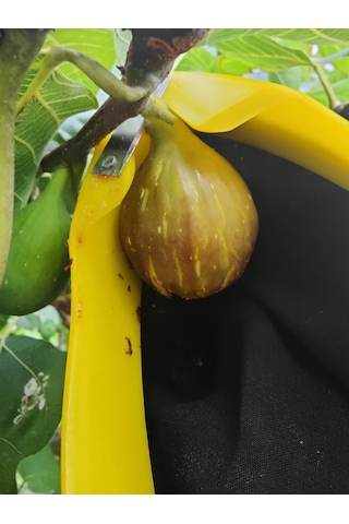 Ritar Mtj 101 Meyve Toplama