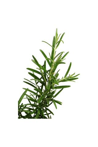 Zevli Canlı Aromatik Mutfak Bitkileri Biberiye Fidesi