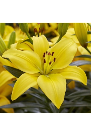 Kokulu Fancy Joy Sarı Zambak Çiçeği Soğanı (1 adet)