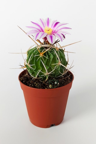 Echinofossulocactus Multicostatus Kaktüs 5.5 Cm Saksida