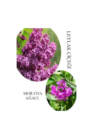 Kokulu Leylak Çiçeği Fidanı 1 Adet Saksılı 30-60cm+mor Oya Fidanı 30-60cm