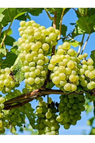 Aysenin Üzüm Çekirdeği Yağı / Grape Seed Oil 50 ML.