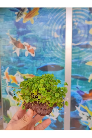 Dichondra Repens "Kayaya Tutturulmuş"