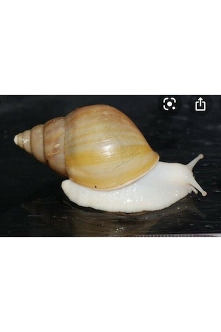 Dev Afrika Salyangozu ( Fulica Albino ) 1 Adet nohut boyu